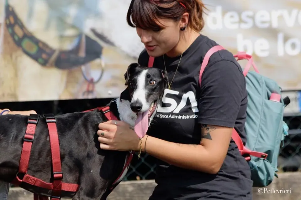 Lenu adozione levrieri galgo 57