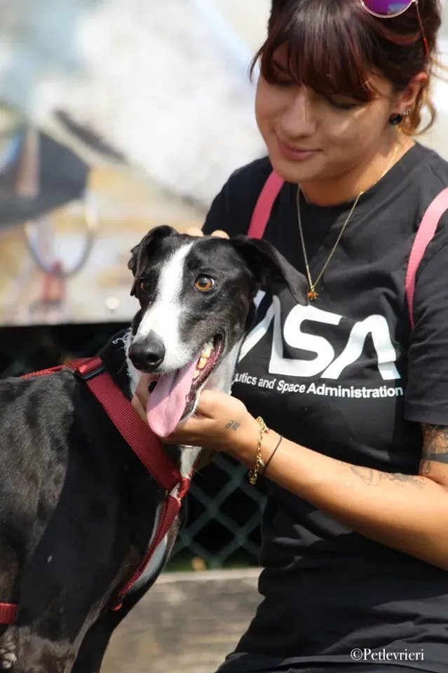 Lenu adozione levrieri galgo 58