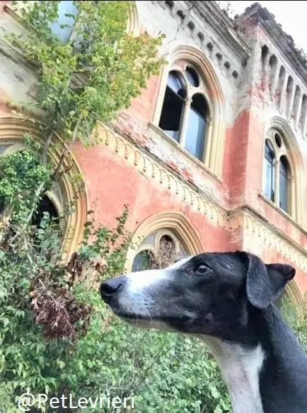 Lenu adozione levrieri galgo 59