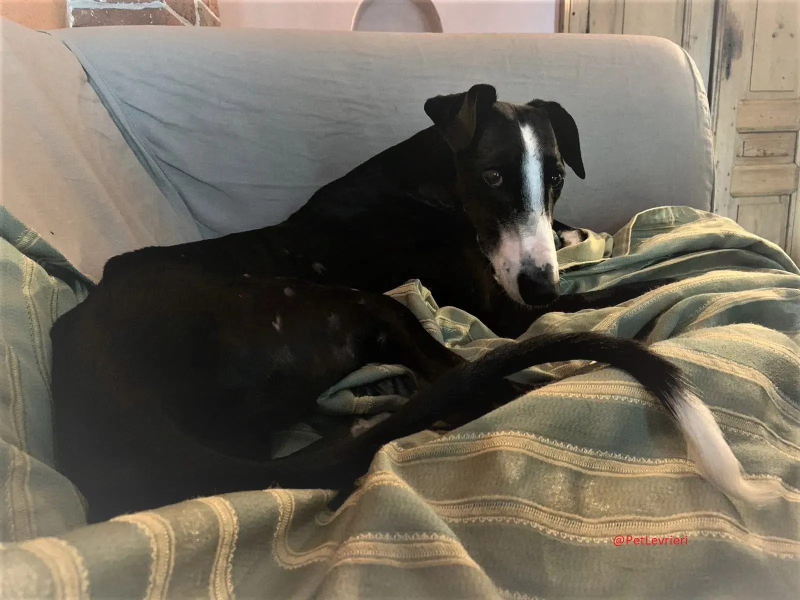 Lenu adozione levrieri galgo 60