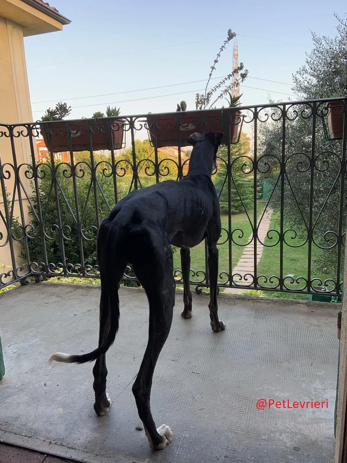 Lenu adozione levrieri galgo 61