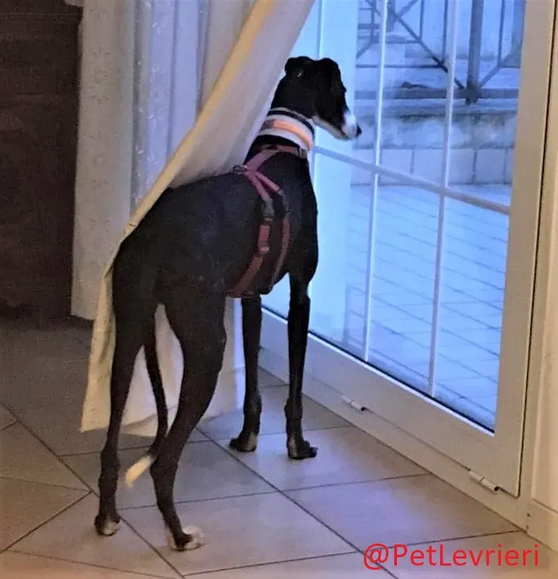 Lenu adozione levrieri galgo 63