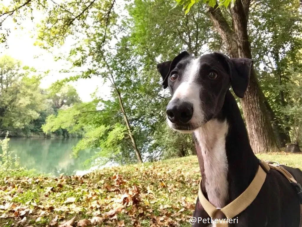 Lenu adozione levrieri galgo 64