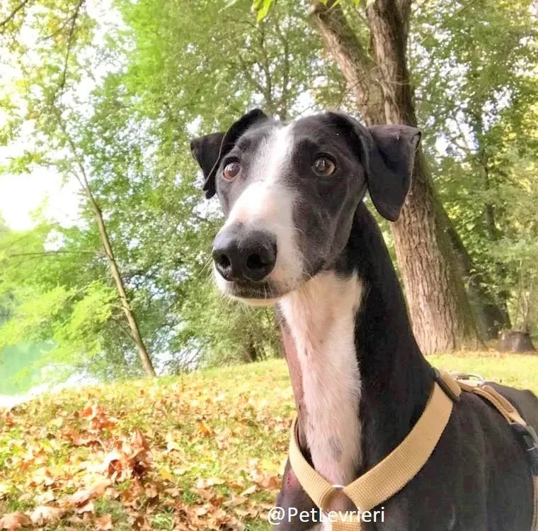 Lenu adozione levrieri galgo 65