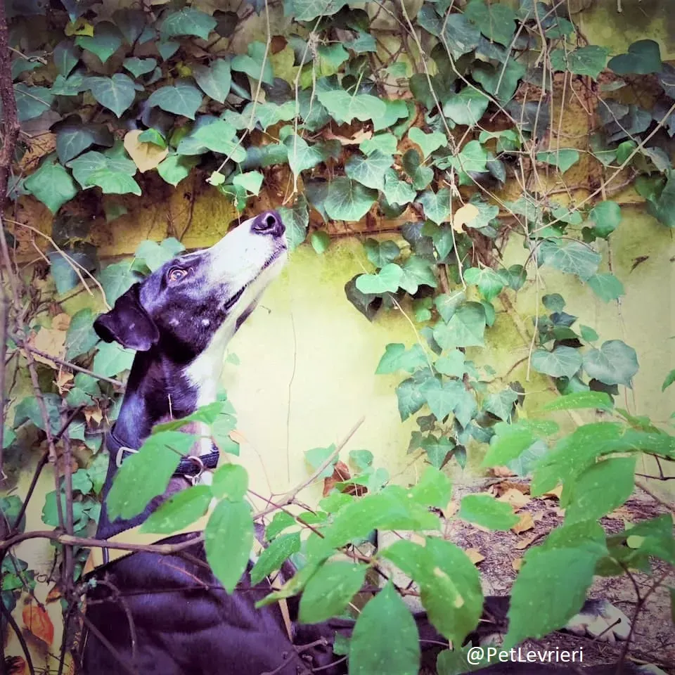 Lenu adozione levrieri galgo 71