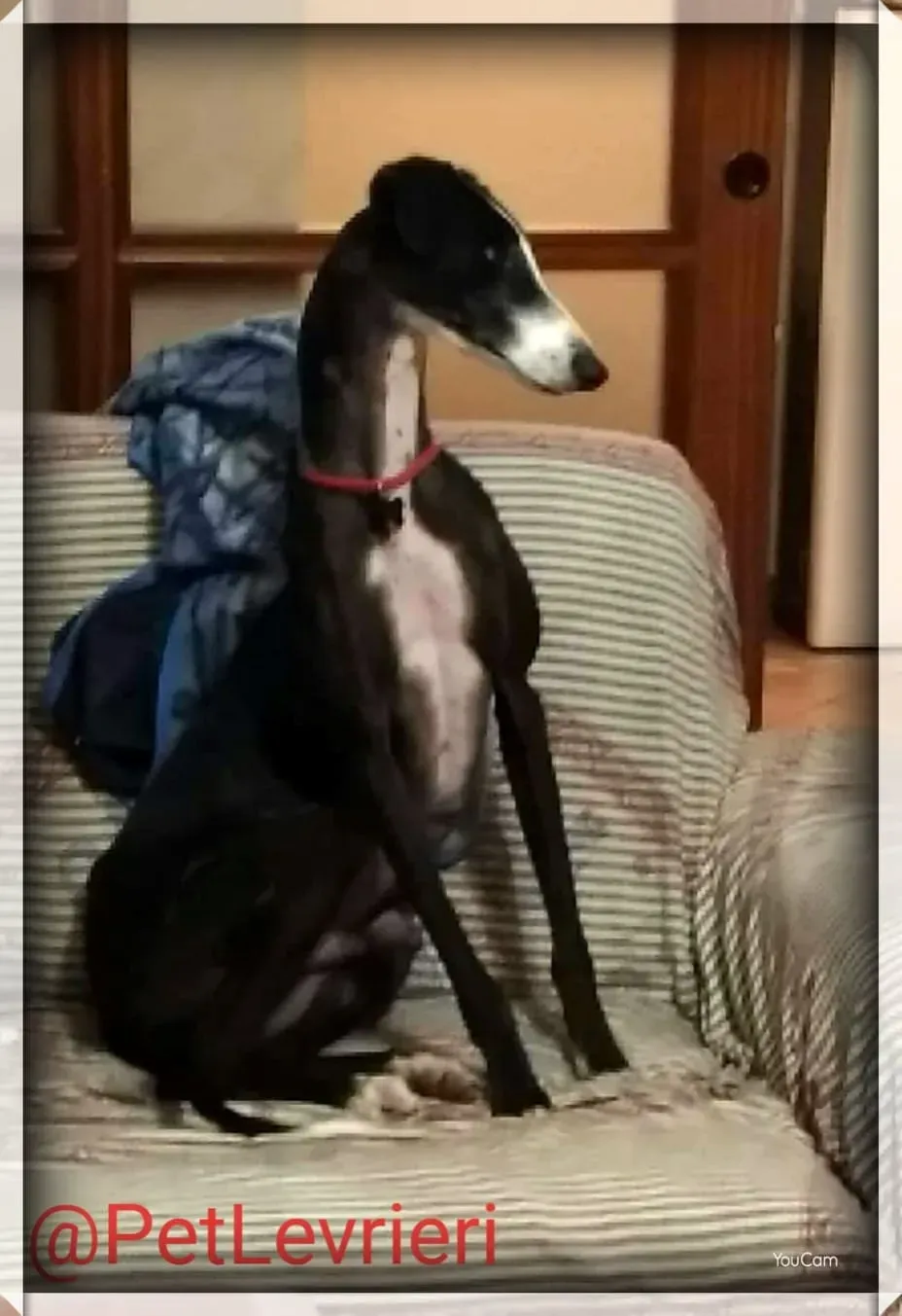 Lenu adozione levrieri galgo 72