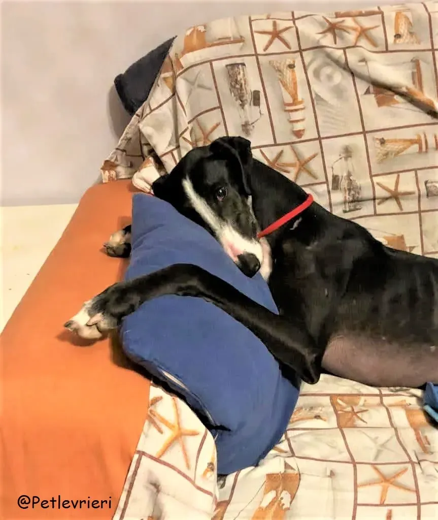 Lenu adozione levrieri galgo 73 2