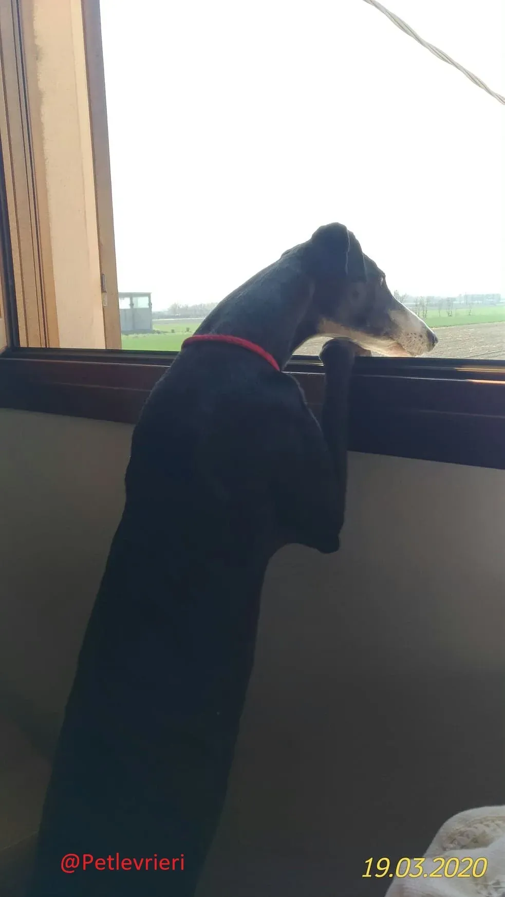 Lenu adozione levrieri galgo 73