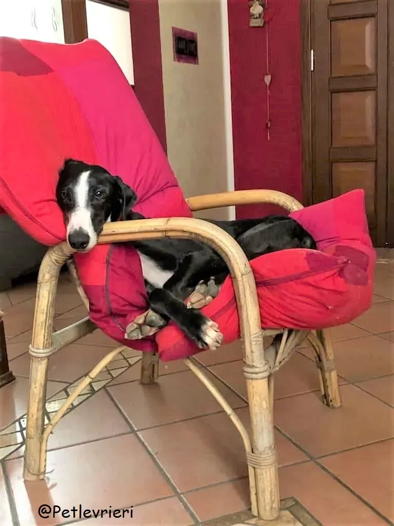 Lenu adozione levrieri galgo 74 2