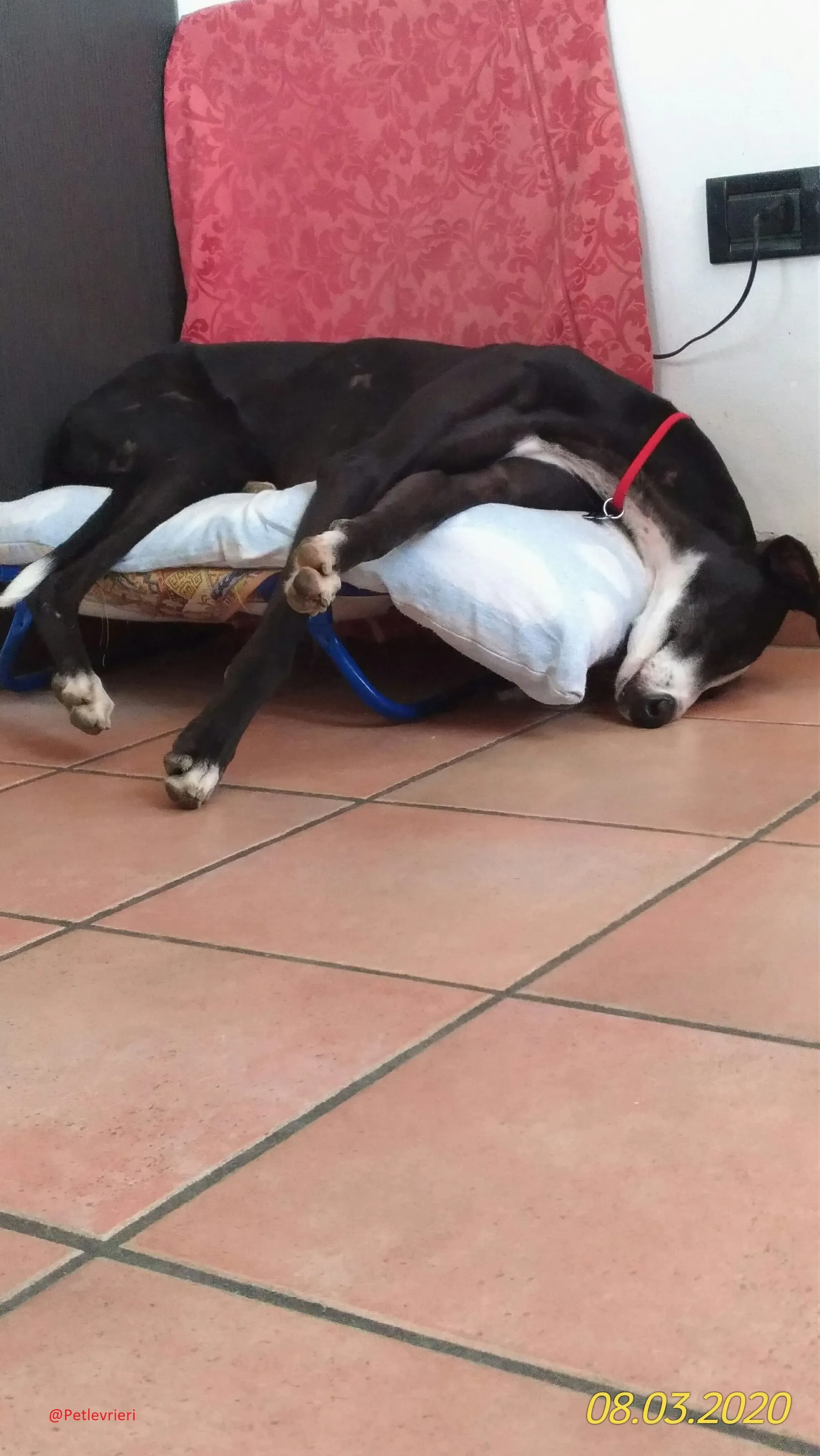 Lenu adozione levrieri galgo 74