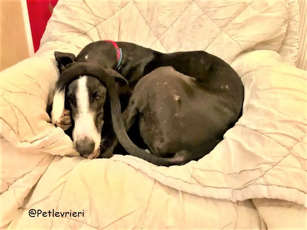 Lenu adozione levrieri galgo 75 2