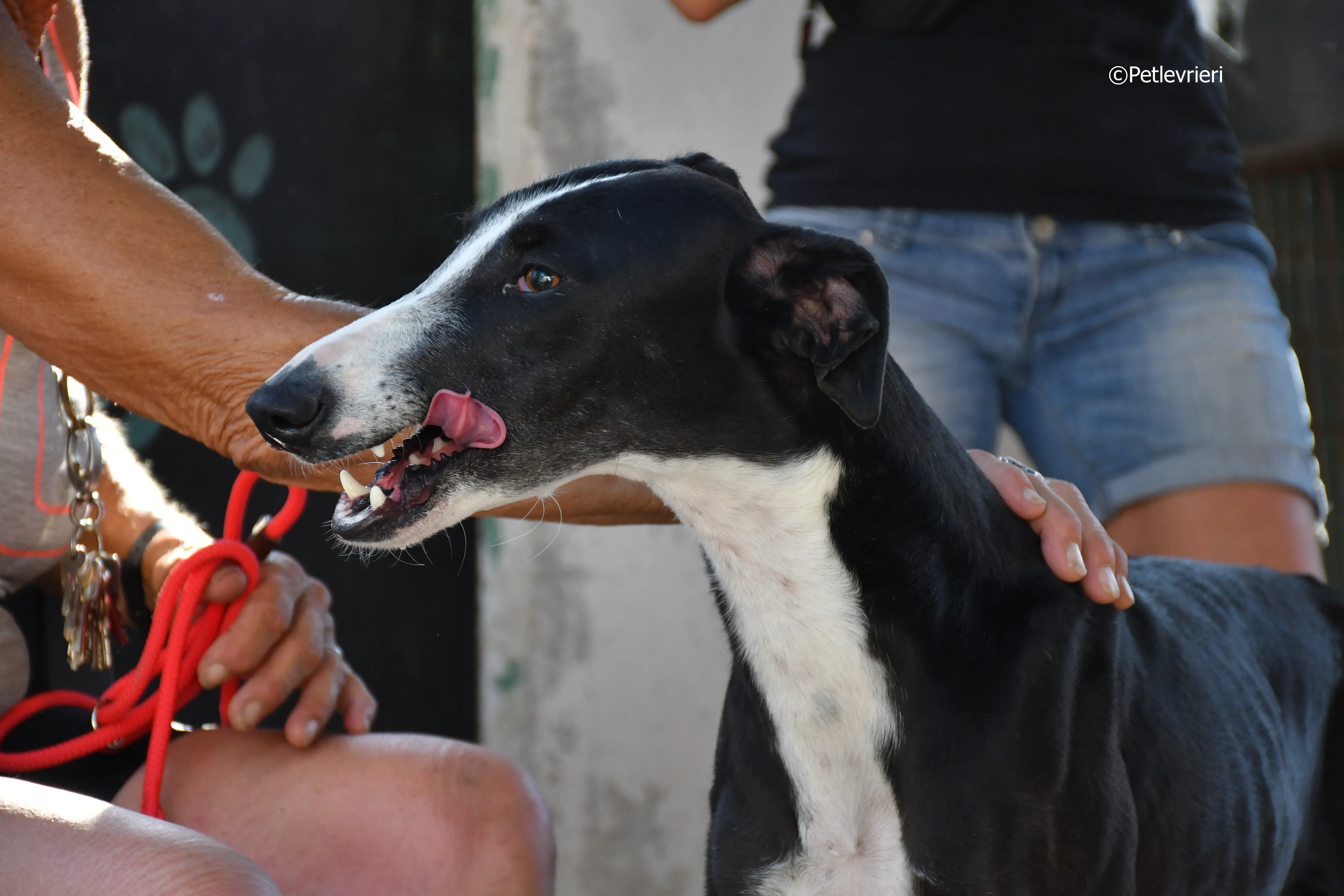Lenu adozione levrieri galgo 8