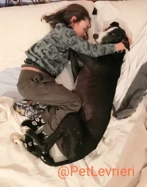 Lenu adozione levrieri galgo 80