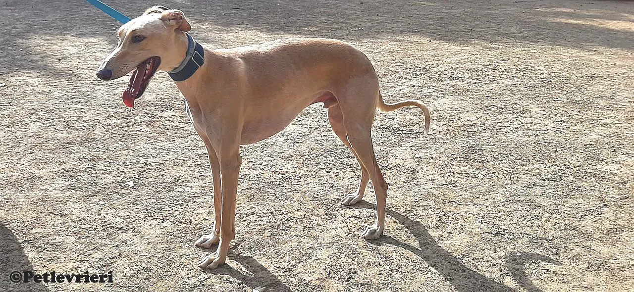 Leo adozione levrieri galgo 01