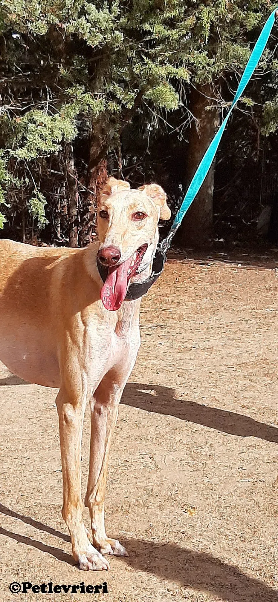 Leo adozione levrieri galgo 01 1