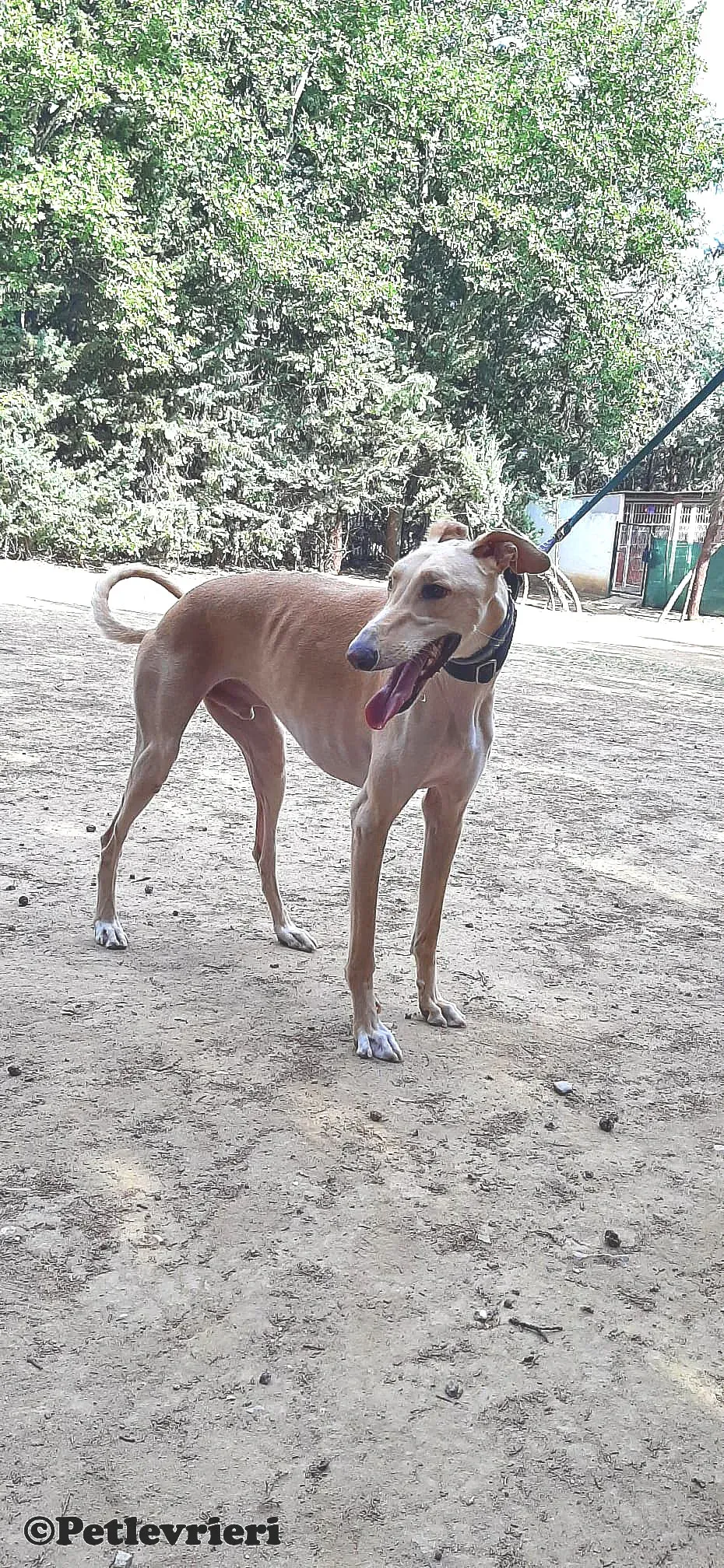 Leo adozione levrieri galgo 02