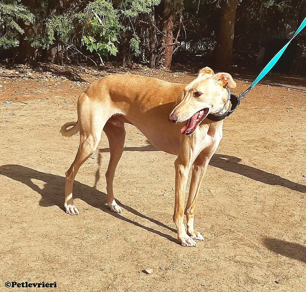 Leo adozione levrieri galgo 03