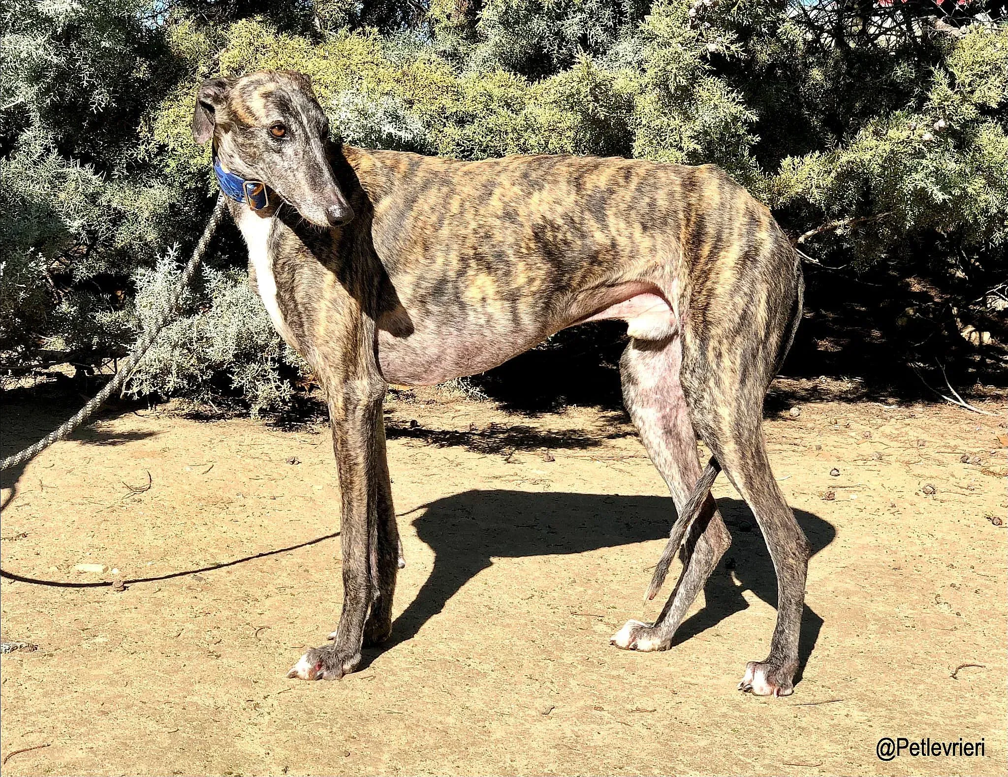 Leo adozione levrieri galgo 1