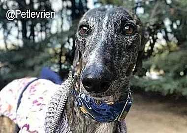 Leo adozione levrieri galgo 1 1