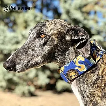 Leo adozione levrieri galgo 1