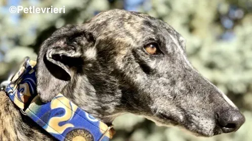 Leo adozione levrieri galgo 2