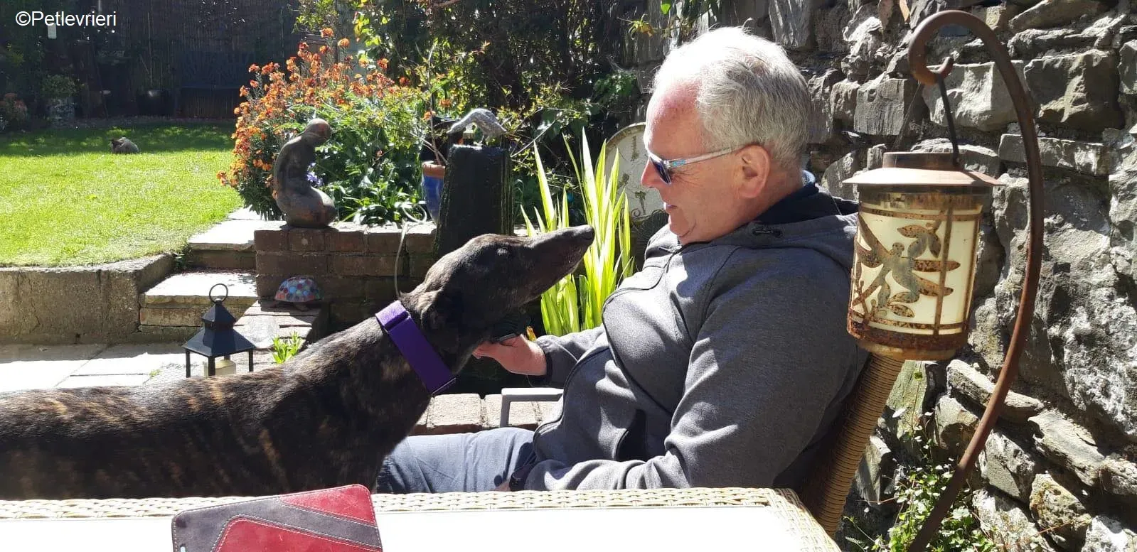 Leo adozione levrieri greyhound 1 1