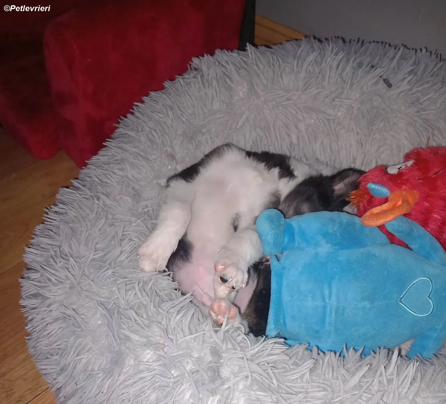 Leo adozione levrieri greyhound 11