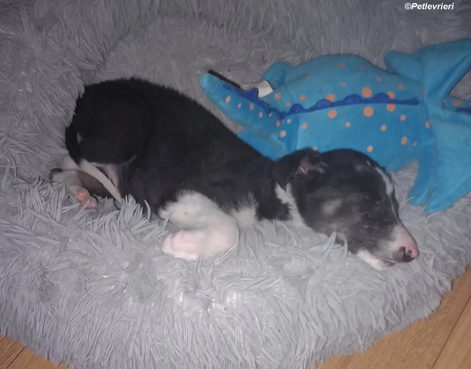 Leo adozione levrieri greyhound 15