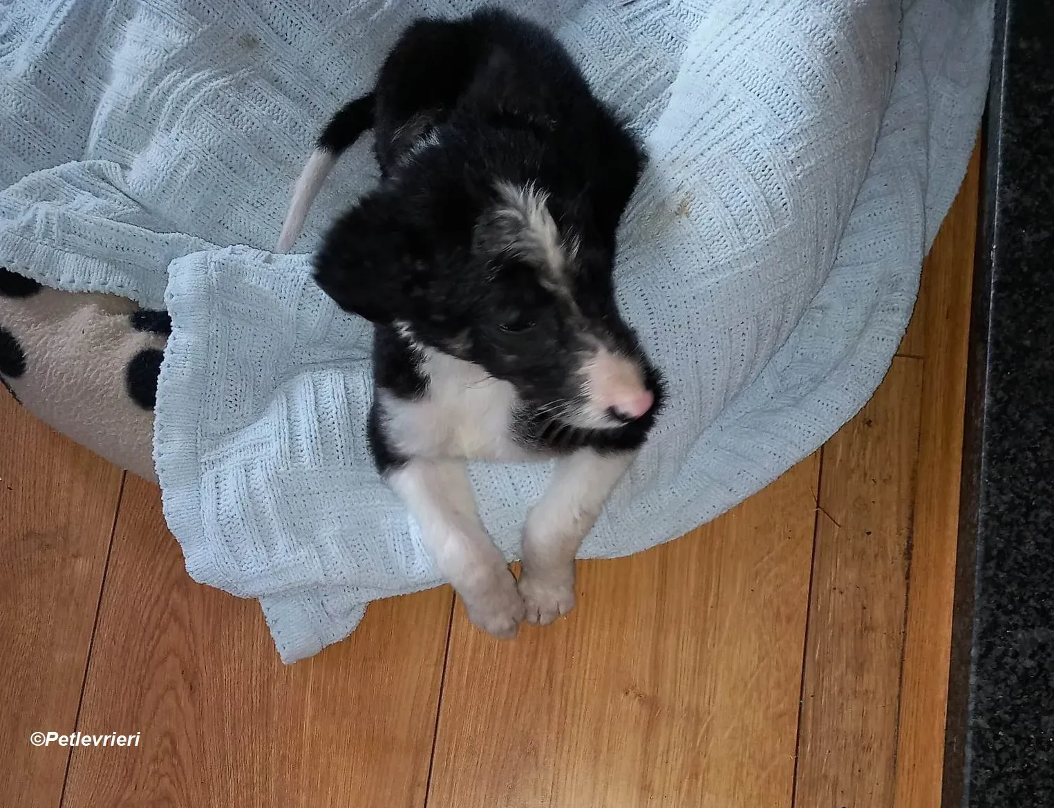 Leo adozione levrieri greyhound 2