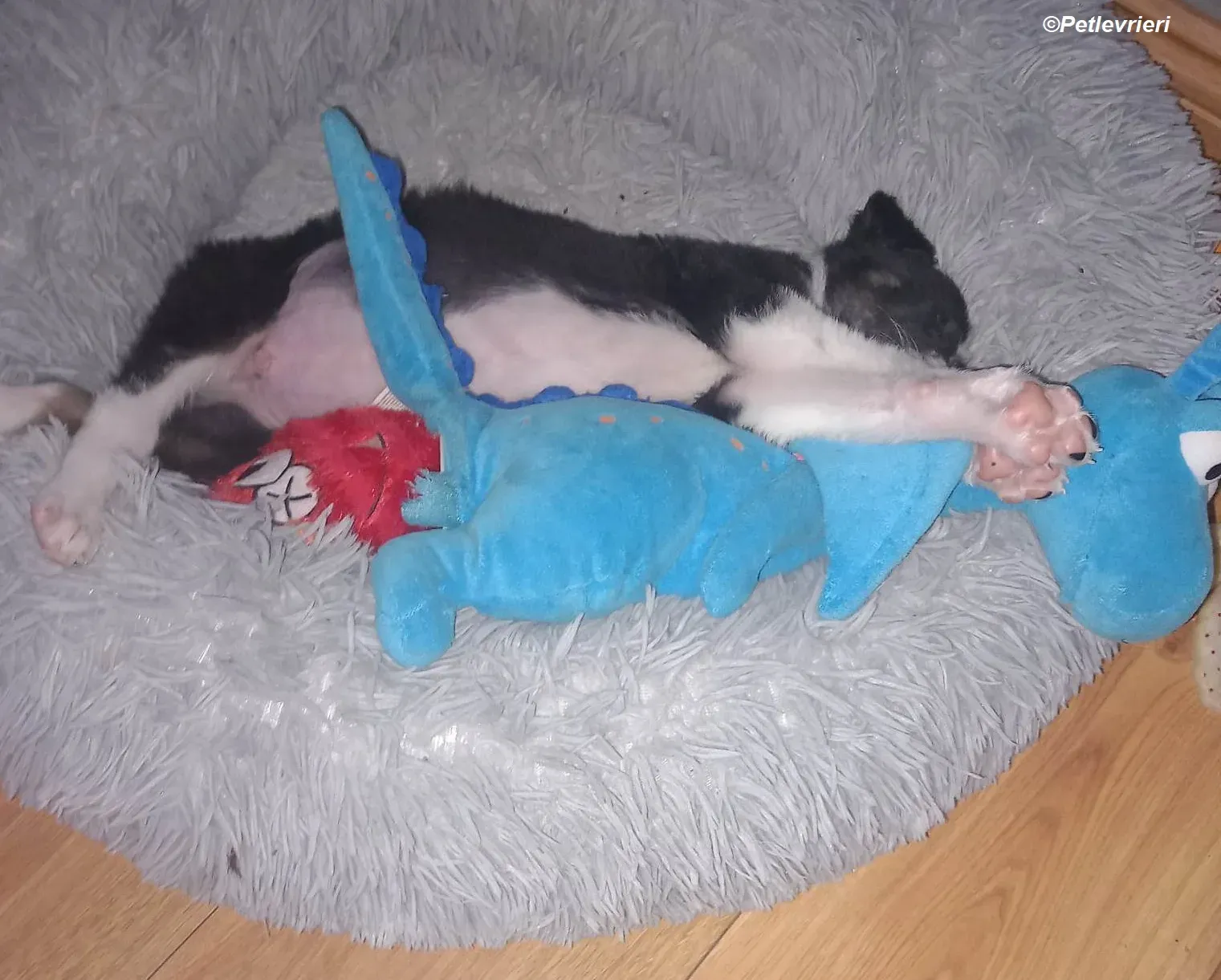 Leo adozione levrieri greyhound 14