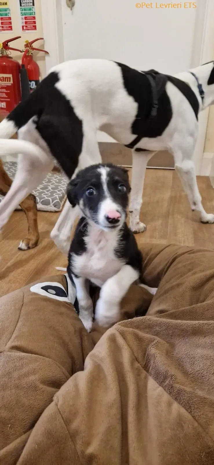 Leo adozione levrieri greyhound 16