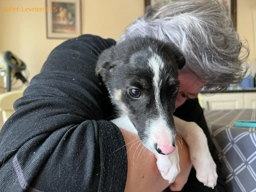 Leo adozione levrieri greyhound 17