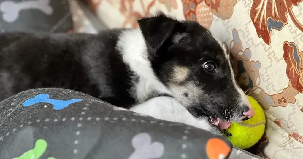 Leo adozione levrieri greyhound 31 e1683645219499