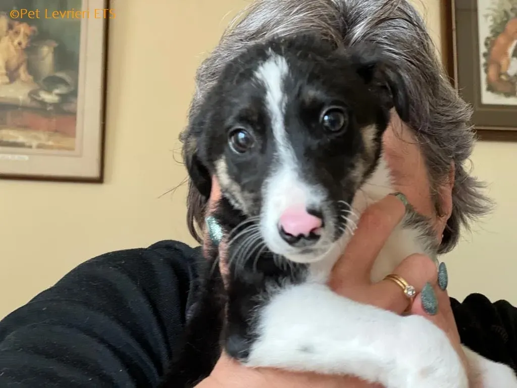 Leo adozione levrieri greyhound 18