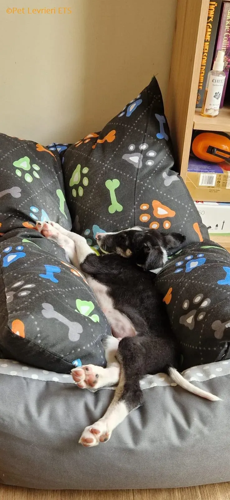 Leo adozione levrieri greyhound 32