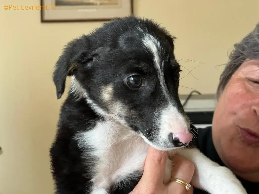 Leo adozione levrieri greyhound 19