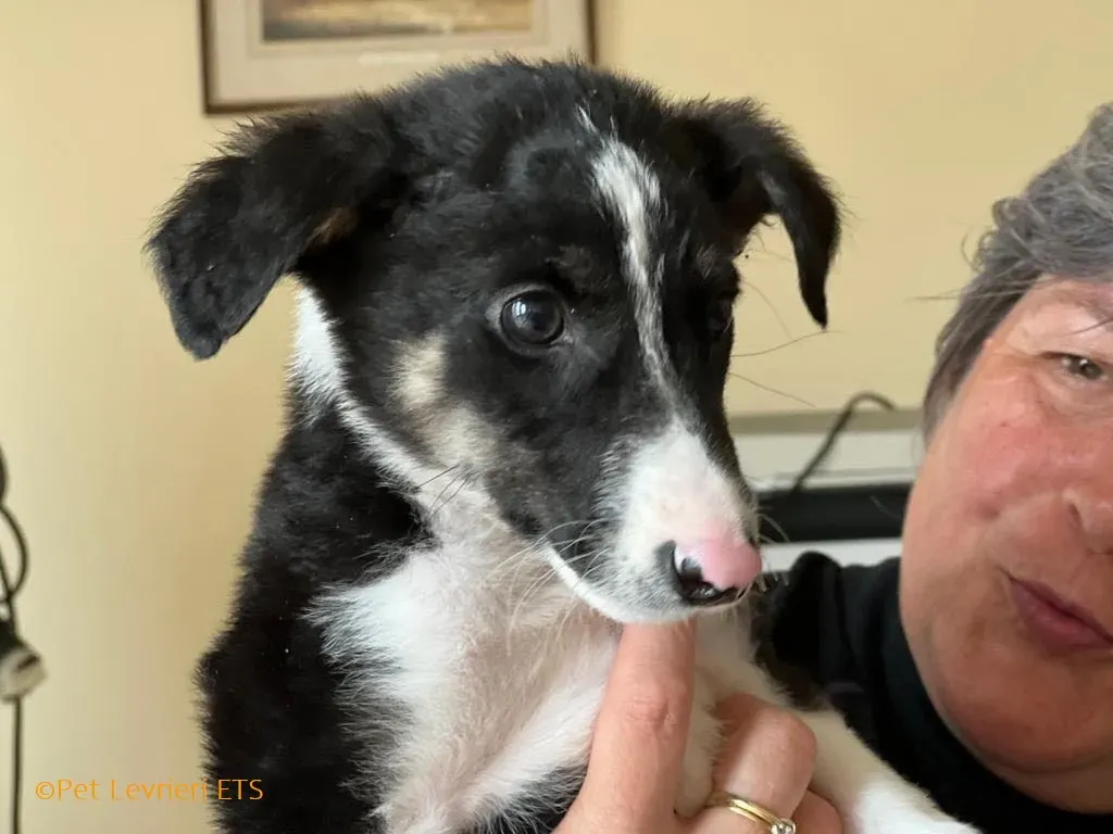 Leo adozione levrieri greyhound 20