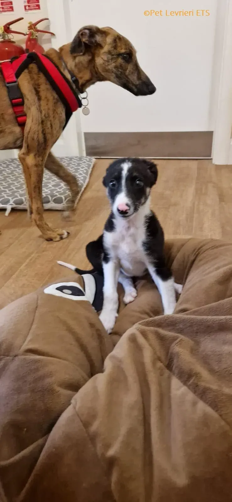 Leo adozione levrieri greyhound 21
