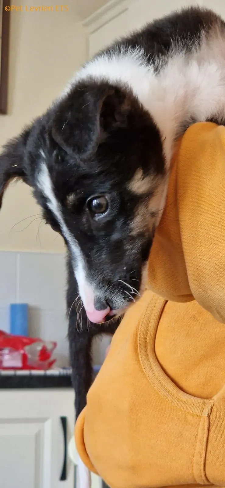 Leo adozione levrieri greyhound 22