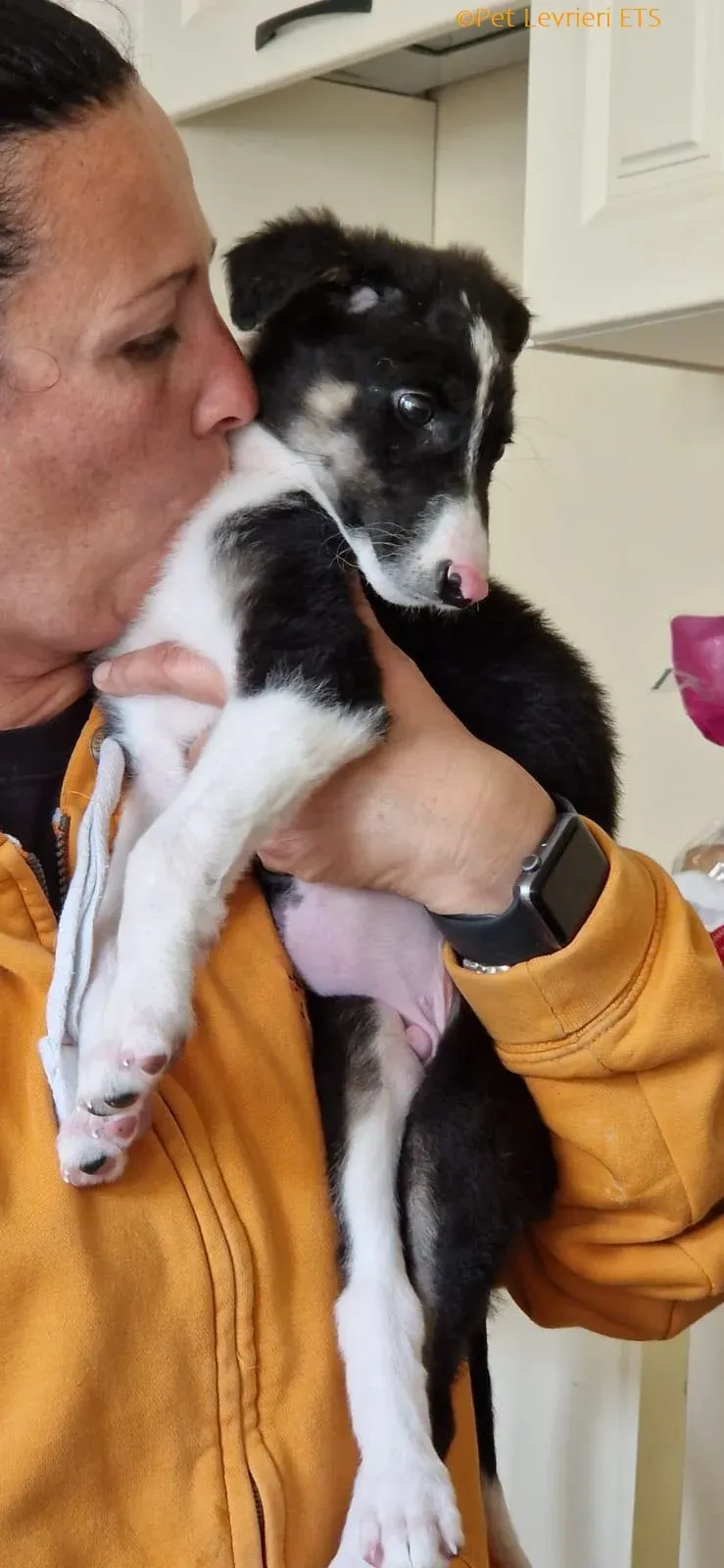 Leo adozione levrieri greyhound 23