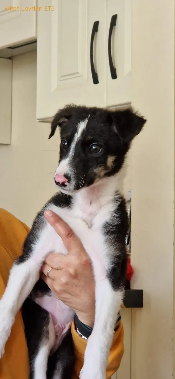 Leo adozione levrieri greyhound 24