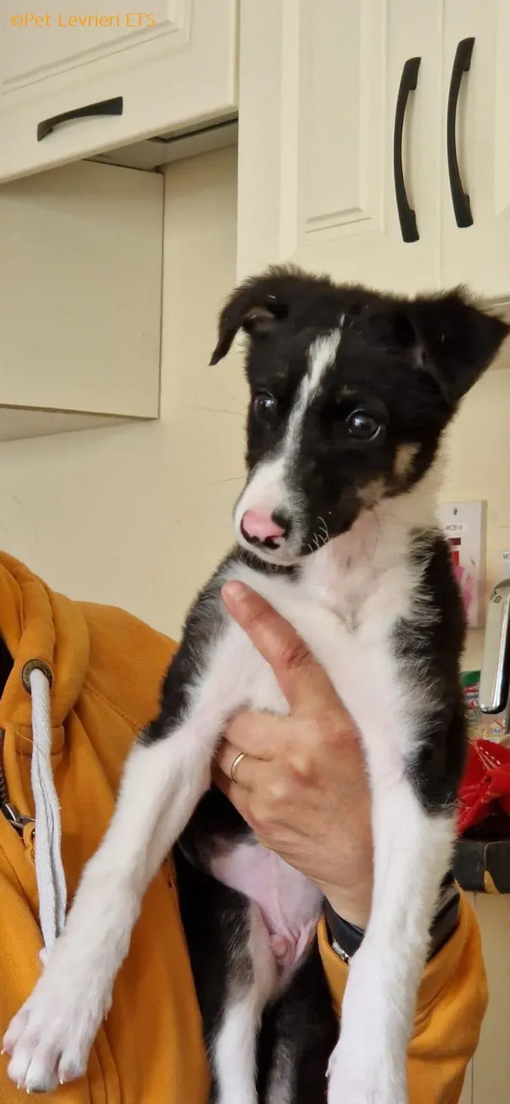 Leo adozione levrieri greyhound 25