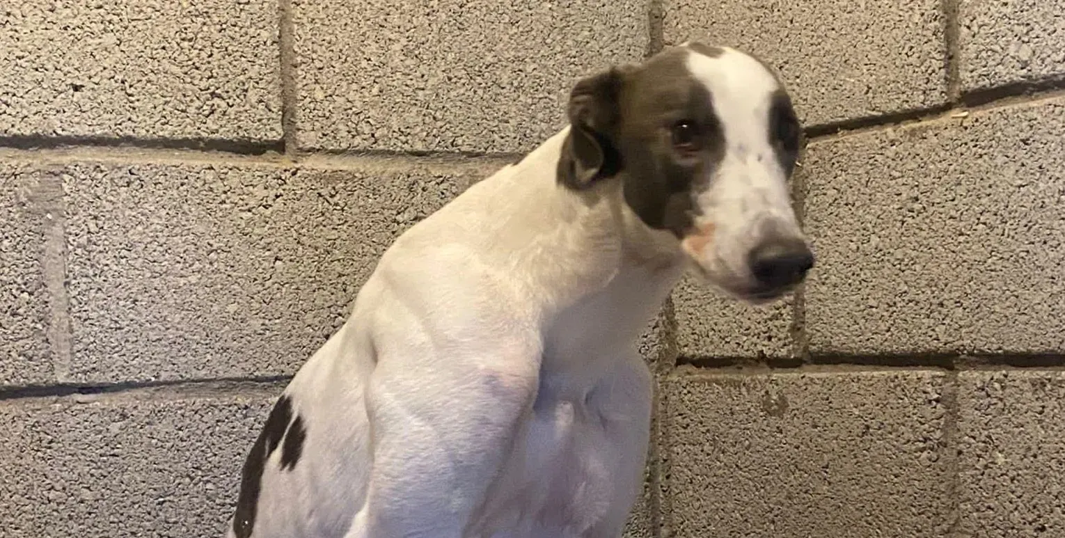 Leo adozione levrieri greyhound 4 e1667335678991