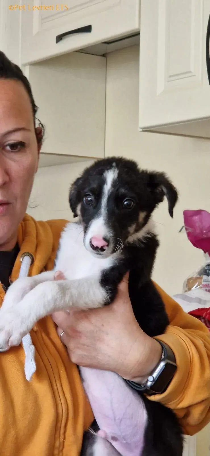 Leo adozione levrieri greyhound 26