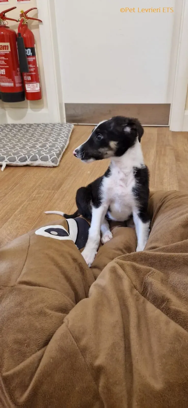 Leo adozione levrieri greyhound 27