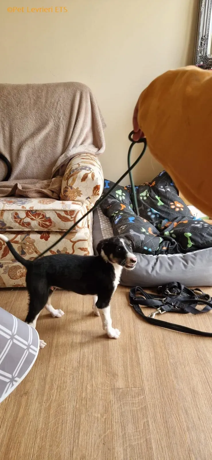 Leo adozione levrieri greyhound 28