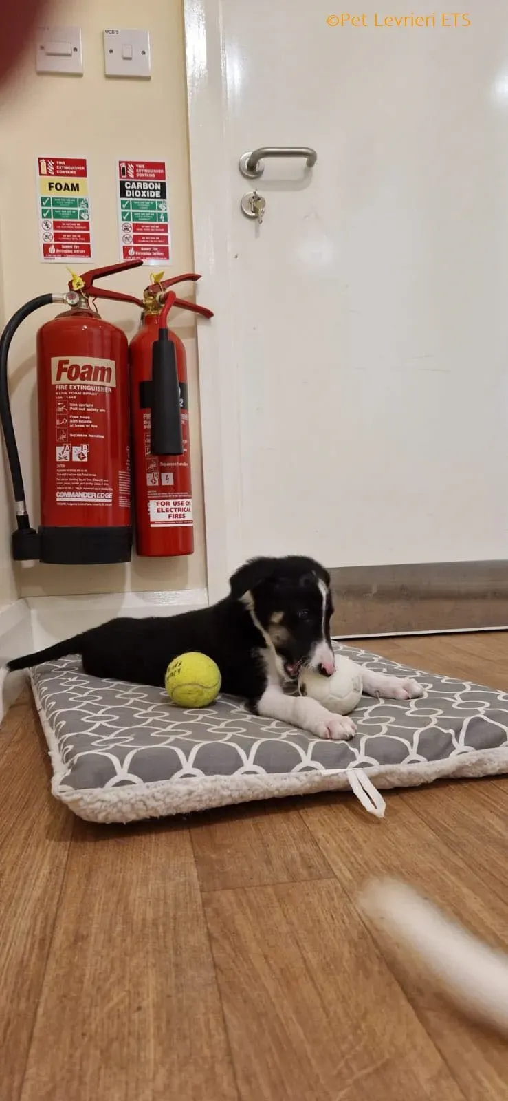 Leo adozione levrieri greyhound 29