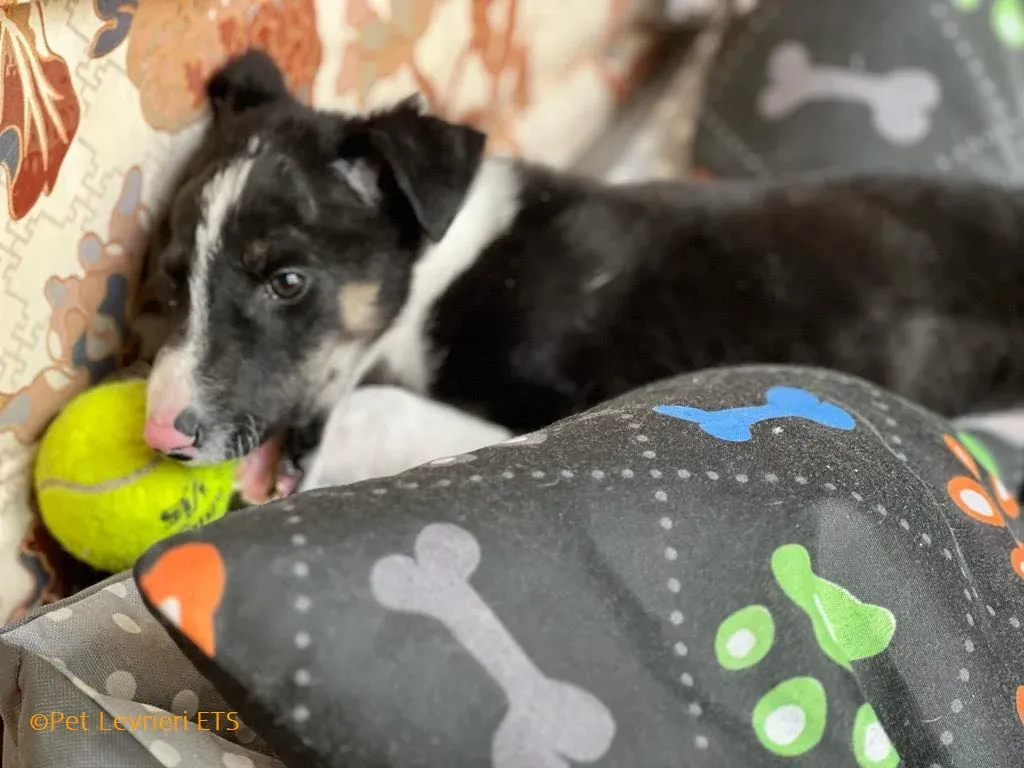 Leo adozione levrieri greyhound 30