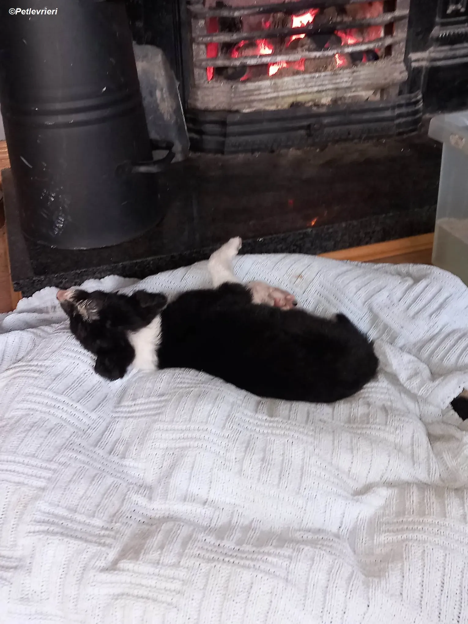 Leo adozione levrieri greyhound 4