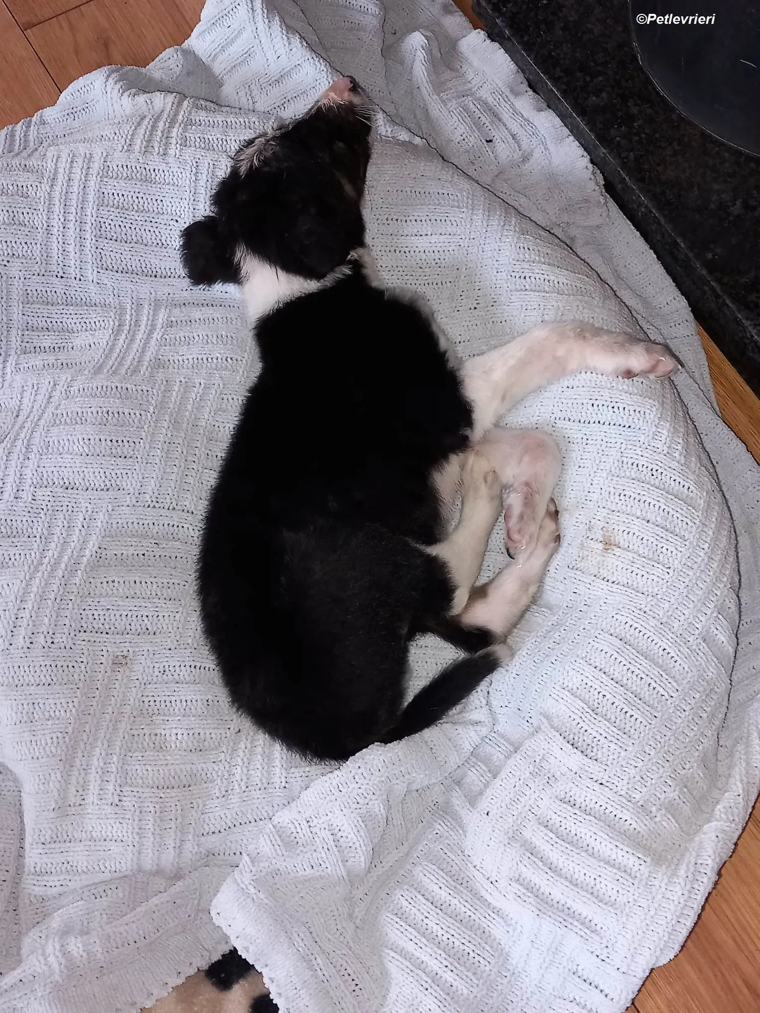 Leo adozione levrieri greyhound 5